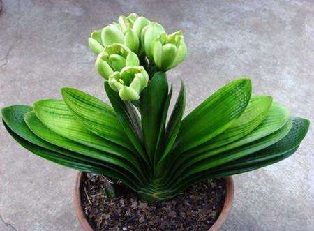 养花万能药片君子兰,君子兰最好的肥料开花快