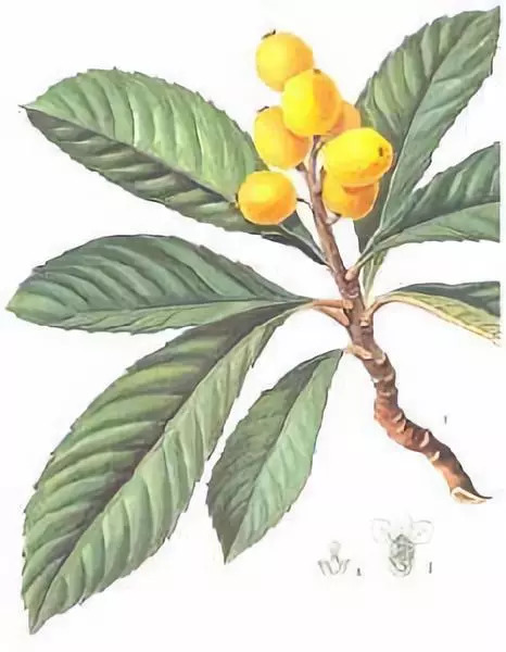 延禧攻略吃枇杷,延禧攻略有毒的枇杷膏