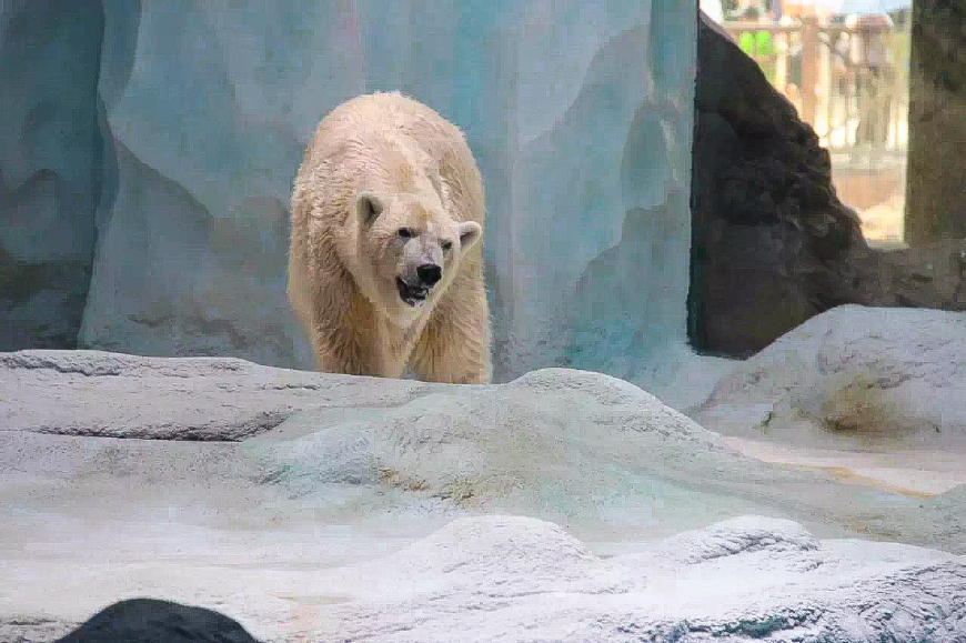 珠海长隆海洋王国亲子游攻略最新,长隆海洋世界亲子游攻略企鹅