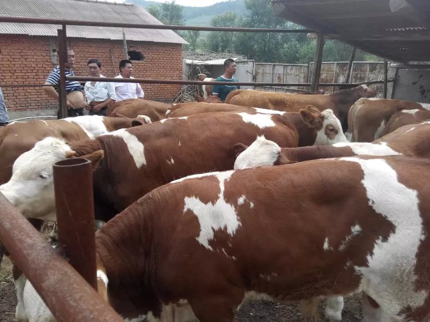 养牛技术视频牛繁育过程,养牛技术知识教学内容怎么写