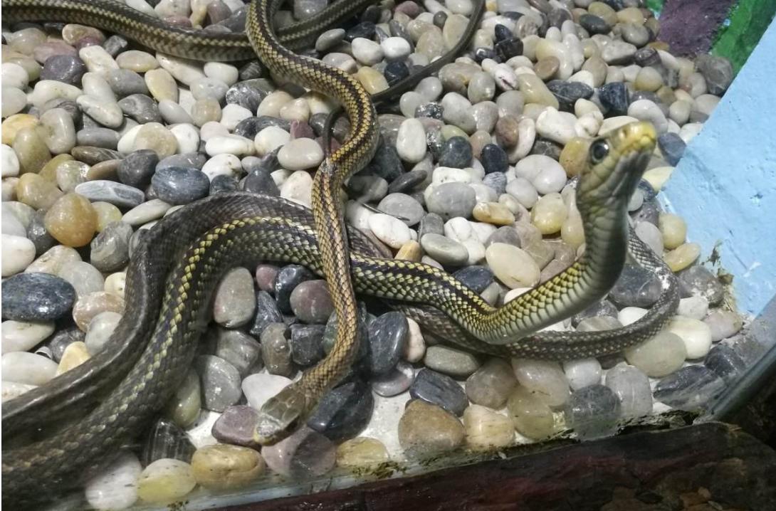 别看到长条就喊“蛇”！“蛇”“蚺”“蟒”都是同一种动物吗？