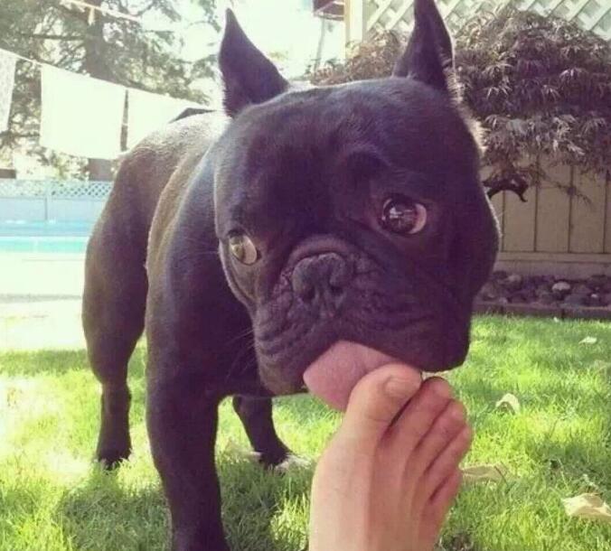 法斗犬体臭能去除吗,法斗犬和巴哥犬哪个体臭