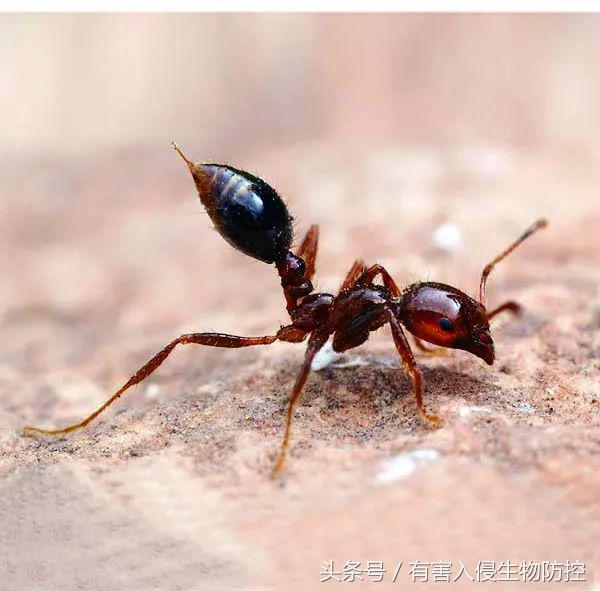 被红火蚁咬到后的处理方法,被红火蚁咬到后要怎么解决