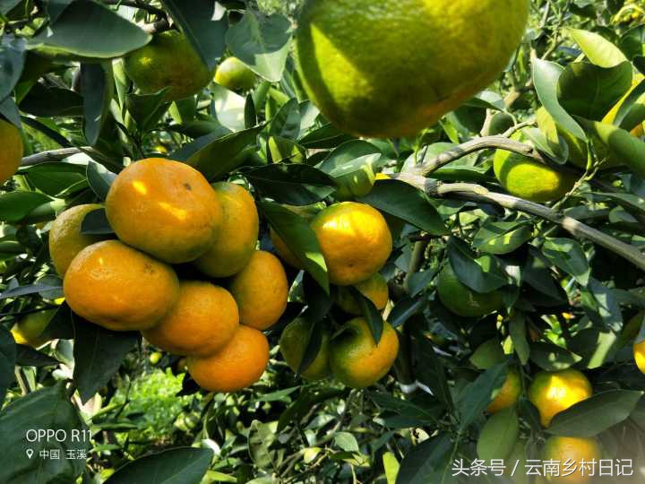 6个小时卖26万斤，“励志橙”背后的故事，王石潘石屹都为它宣传