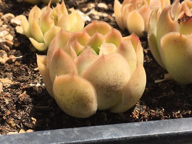 植物晒伤,植物叶子被太阳晒伤怎么办