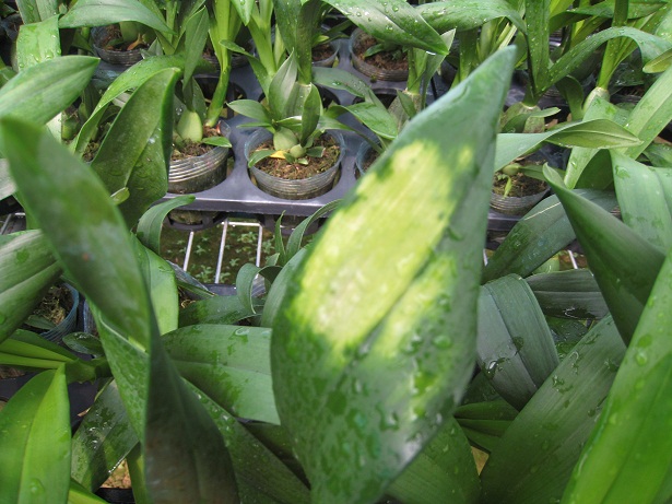 植物晒伤,植物叶子被太阳晒伤怎么办