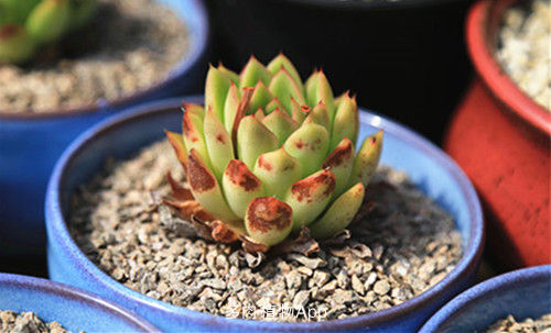 植物晒伤,植物叶子被太阳晒伤怎么办