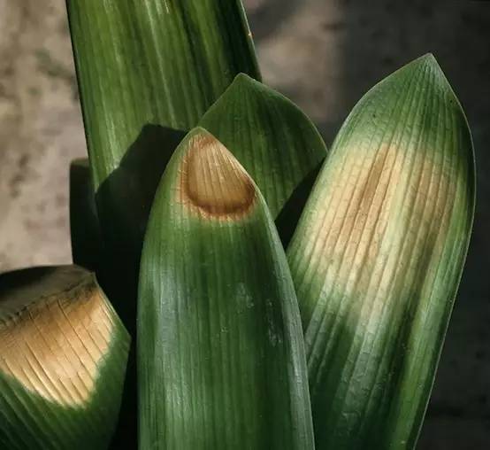 植物晒伤,植物叶子被太阳晒伤怎么办
