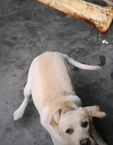 骚走位让你不服不行！拉拉：看骨头的掉落速度，我觉得我能躲开！