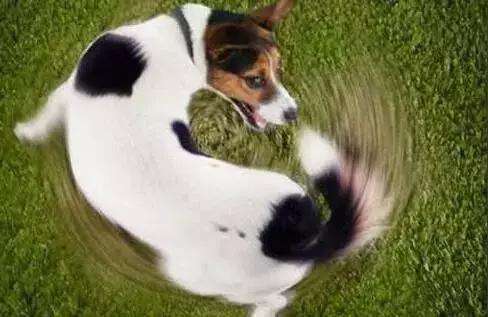 狗狗也会患上精神焦虑和抑郁症吗,狗狗自闭症的特征是什么