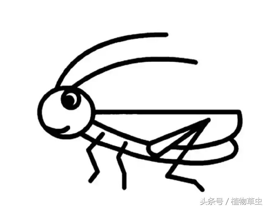 植物绿化知识,了解植物养护植物