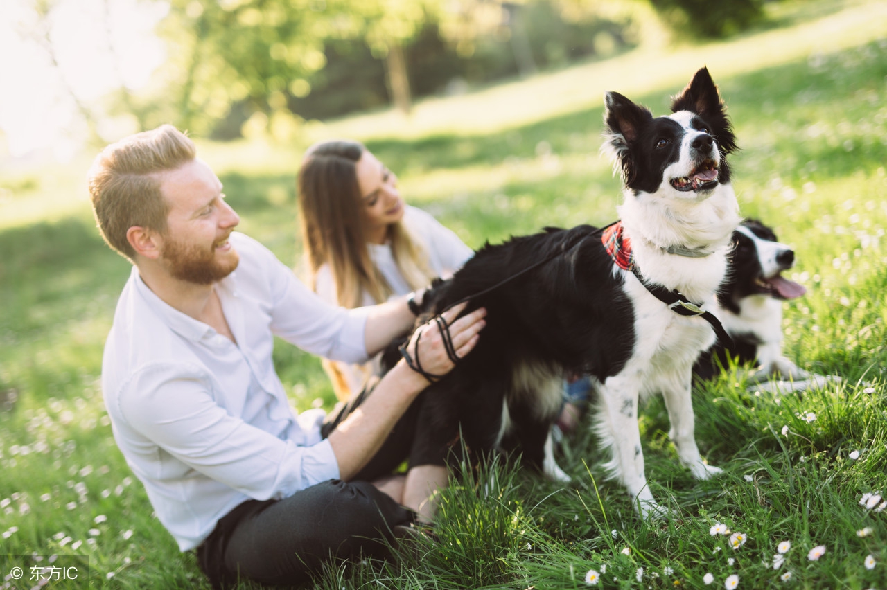 狗狗外出乱跑怎么办,怎么才能让狗狗到处不乱跑