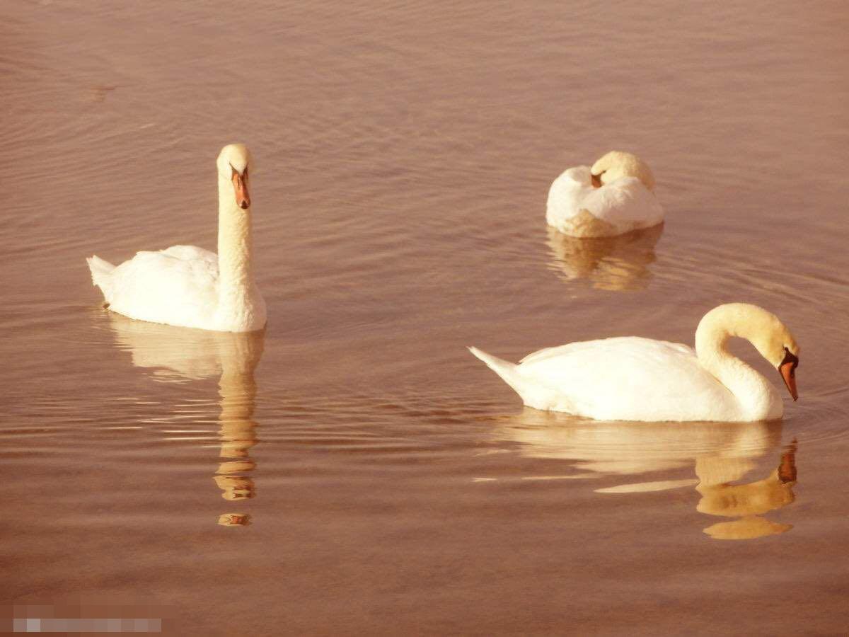 阿秋怎样走出重度焦虑抑郁的,阿秋双相情感障碍如何治疗