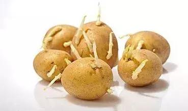 日常中容易引起中毒的蔬菜,这六种蔬菜吃前不焯水等于在服毒