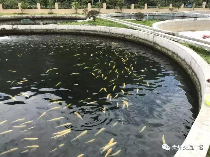 梵净山脚下野生鱼,梵净山龙洞泉水鱼