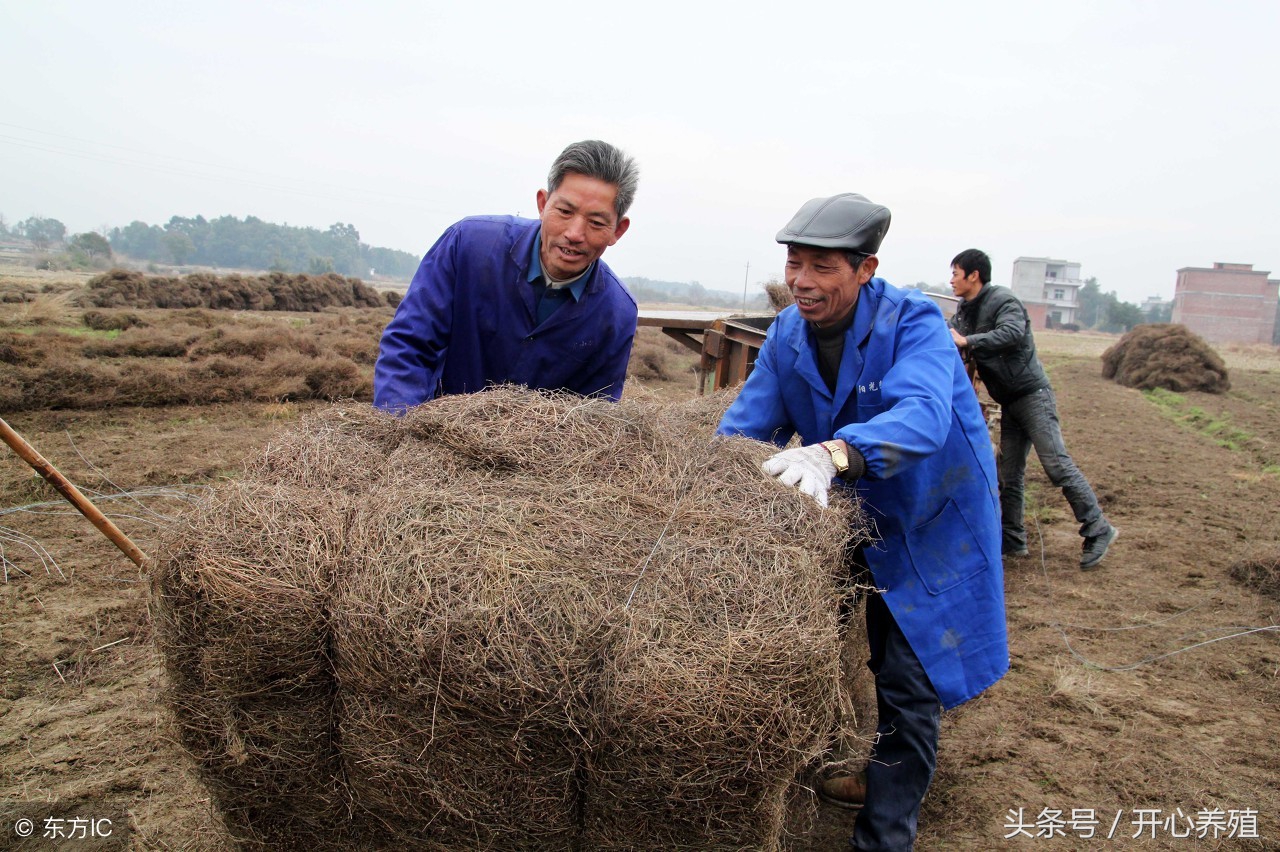 准备养羊需要注意啥,养羊技术十大要点