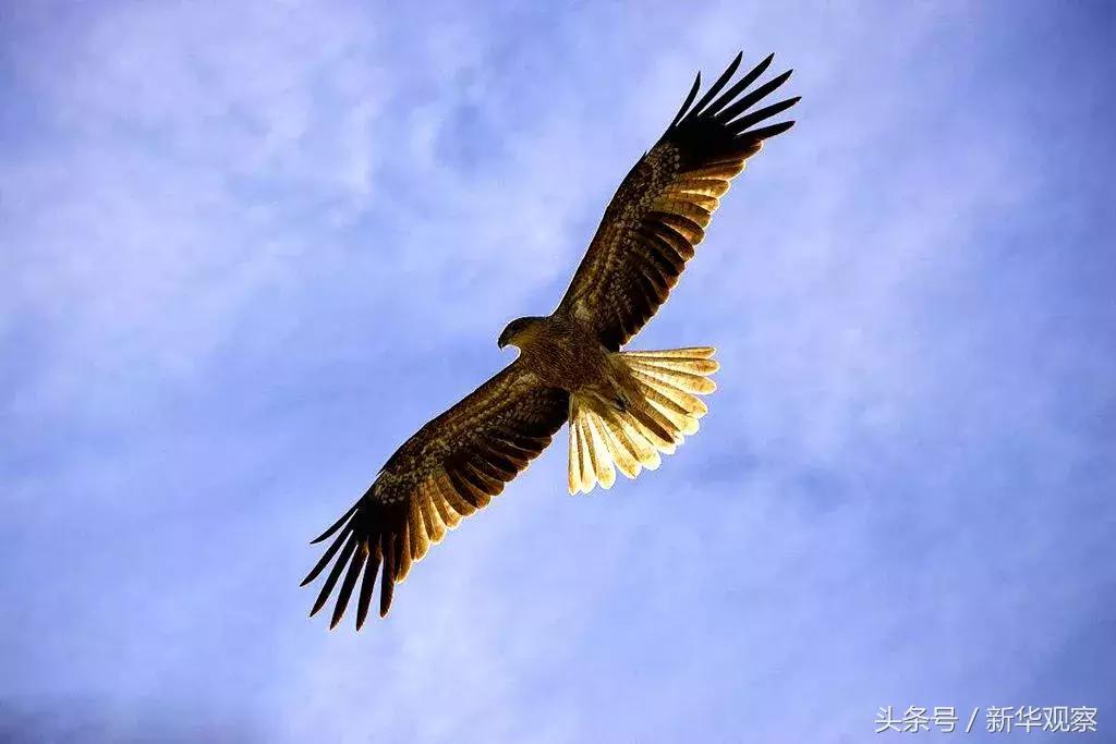 夏天大草原旅行 (夏天旅行大草原)