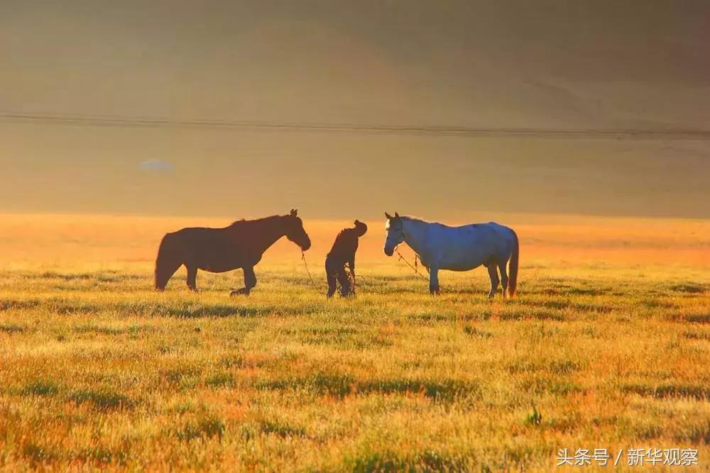 夏天大草原旅行 (夏天旅行大草原)