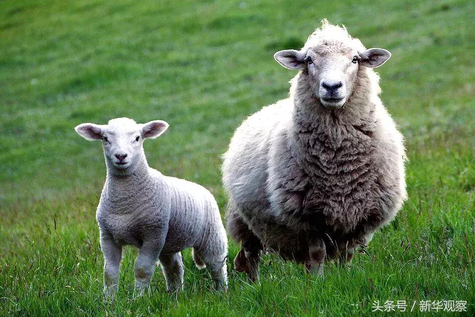 夏天大草原旅行 (夏天旅行大草原)