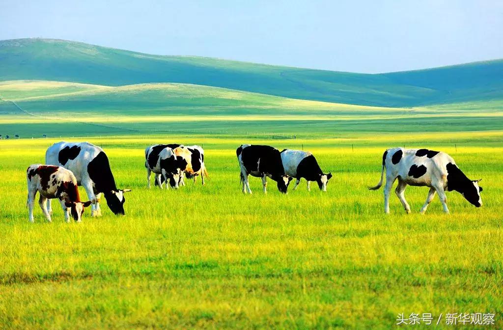 夏天大草原旅行 (夏天旅行大草原)