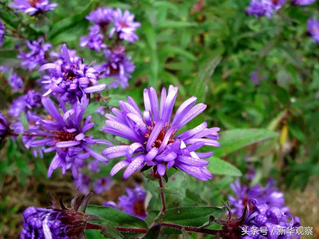 夏天大草原旅行 (夏天旅行大草原)