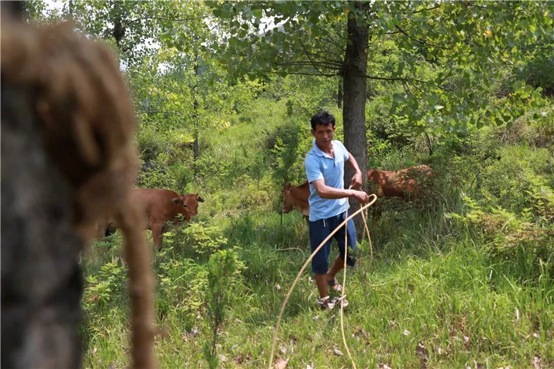 金竹最近发生什么事,金竹死了怎么救活