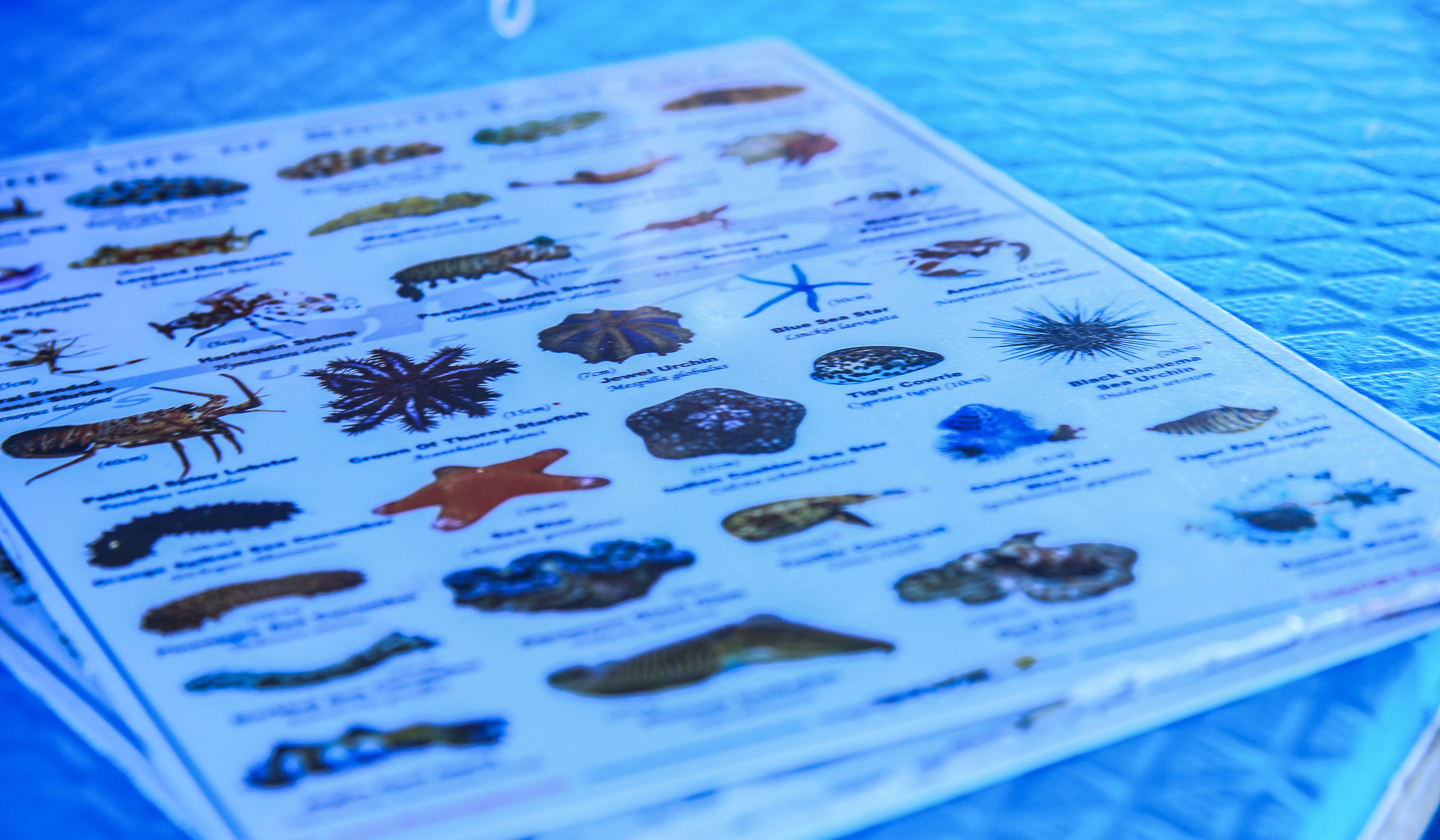 泰国普吉岛哪些好耍,泰国普吉岛必打卡地点