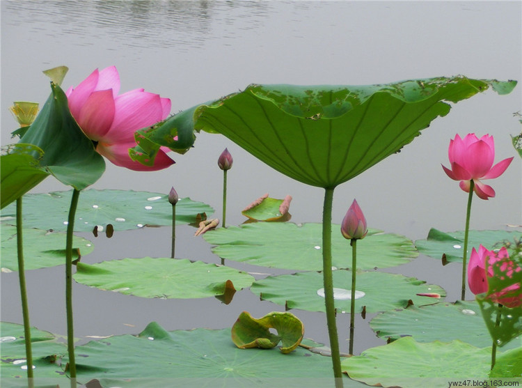 赏竹观荷，江宁石塘村