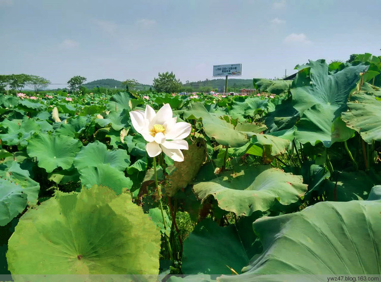 赏竹观荷，江宁石塘村