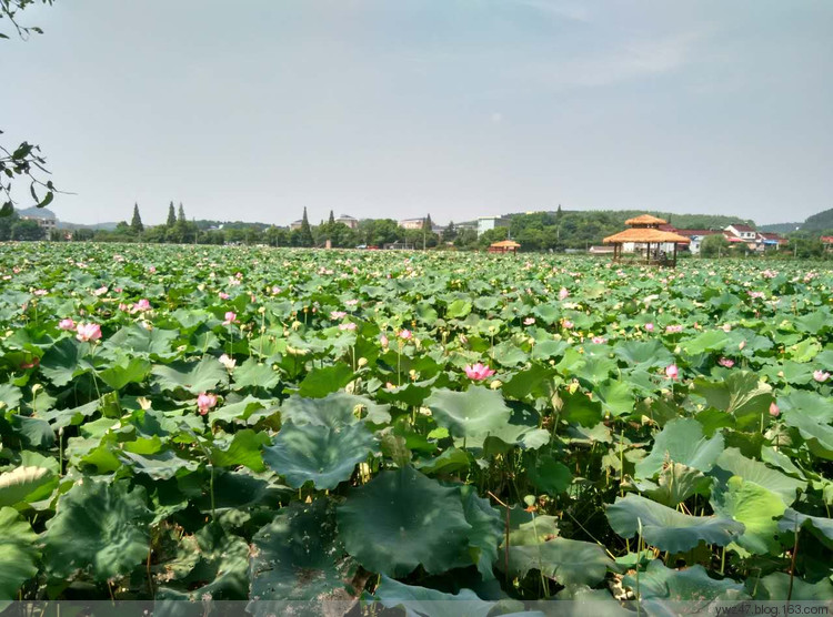 赏竹观荷，江宁石塘村
