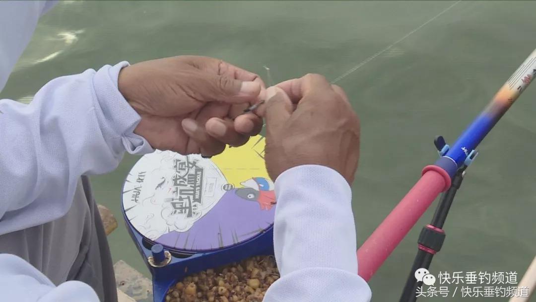 草鱼用什么鱼饵最好钓秋季,秋季黑坑钓草鱼怎么选位置