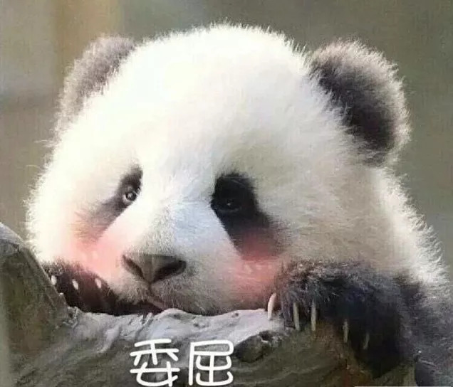 每一只可爱滚滚的背后，都有一群起名字不靠谱的人！