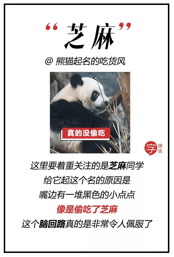 每一只可爱滚滚的背后，都有一群起名字不靠谱的人！