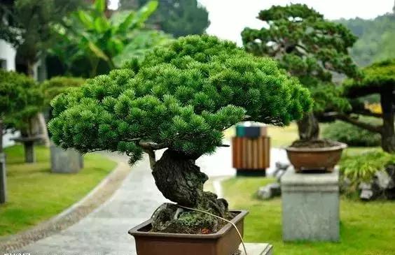 「今日关注」固始两女一男化身“*花采**大盗”被提起公诉！