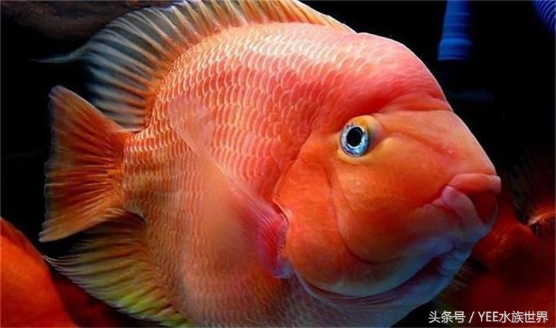 鱼缸里也有*力暴**“宝马男”,主人该如何除暴安良?