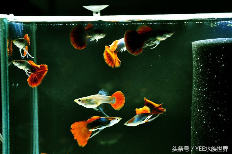 鱼缸里也有*力暴**“宝马男”,主人该如何除暴安良?