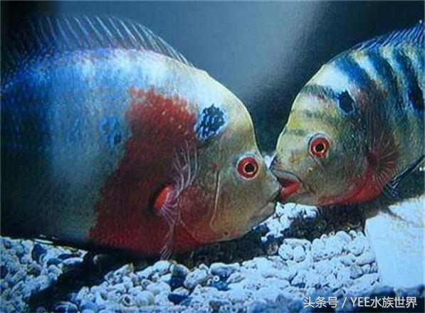 鱼缸里也有*力暴**“宝马男”,主人该如何除暴安良?