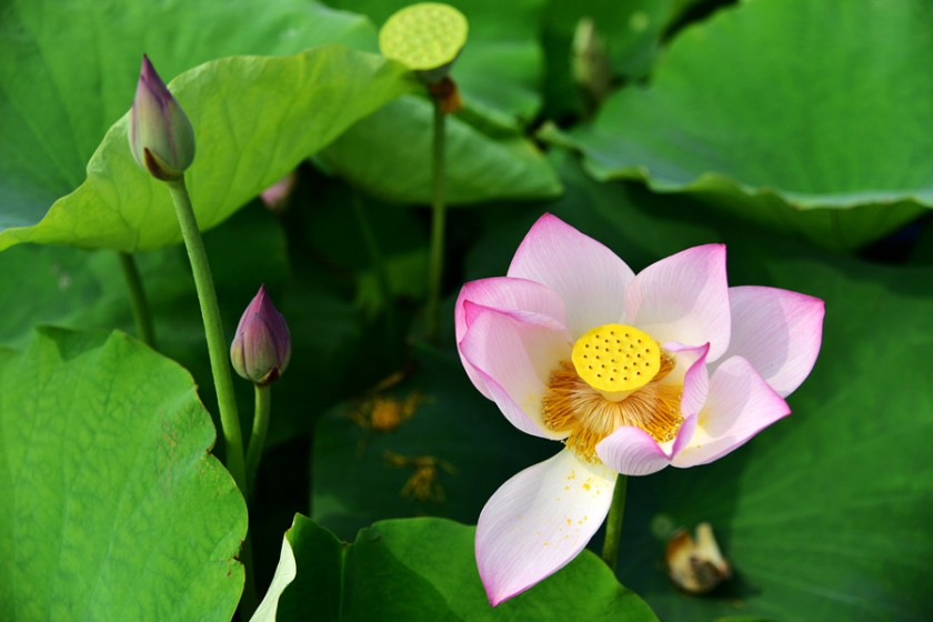 赏竹观荷，江宁石塘村