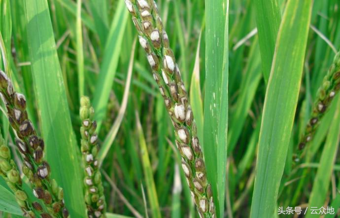 水稻褐变穗会出现空瘪粒吗,水稻抽穗裂壳是怎么回事