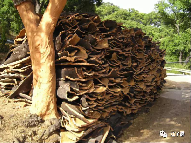 红酒橡木塞是用什么做的,红酒软木塞是什么材质