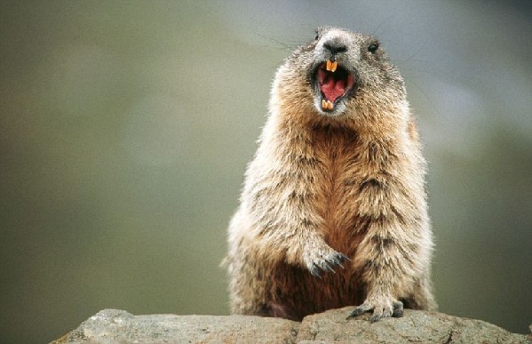 土拨鼠会不会生病,土拨鼠是人养的吗