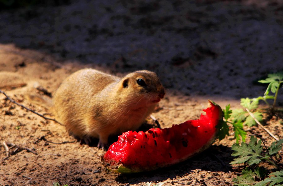 土拨鼠会不会生病,土拨鼠是人养的吗