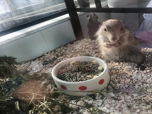 土拨鼠会不会生病,土拨鼠是人养的吗
