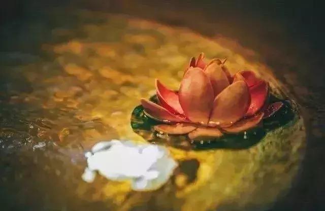 渡人渡己渡红尘,渡人渡己渡众生修身修心修自己