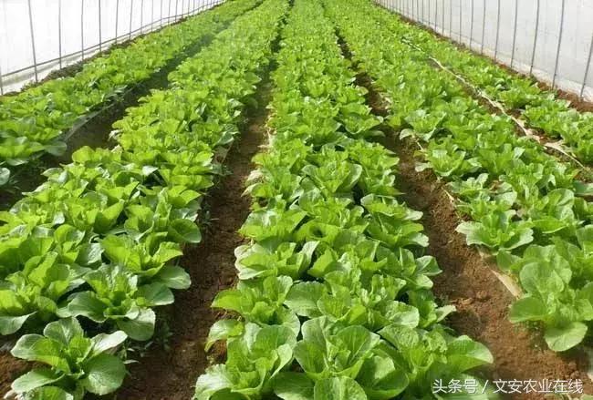 适合夫妻俩创业的项目,夫妻俩打工十年返乡创业年赚60万