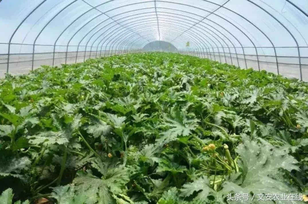 适合夫妻俩创业的项目,夫妻俩打工十年返乡创业年赚60万