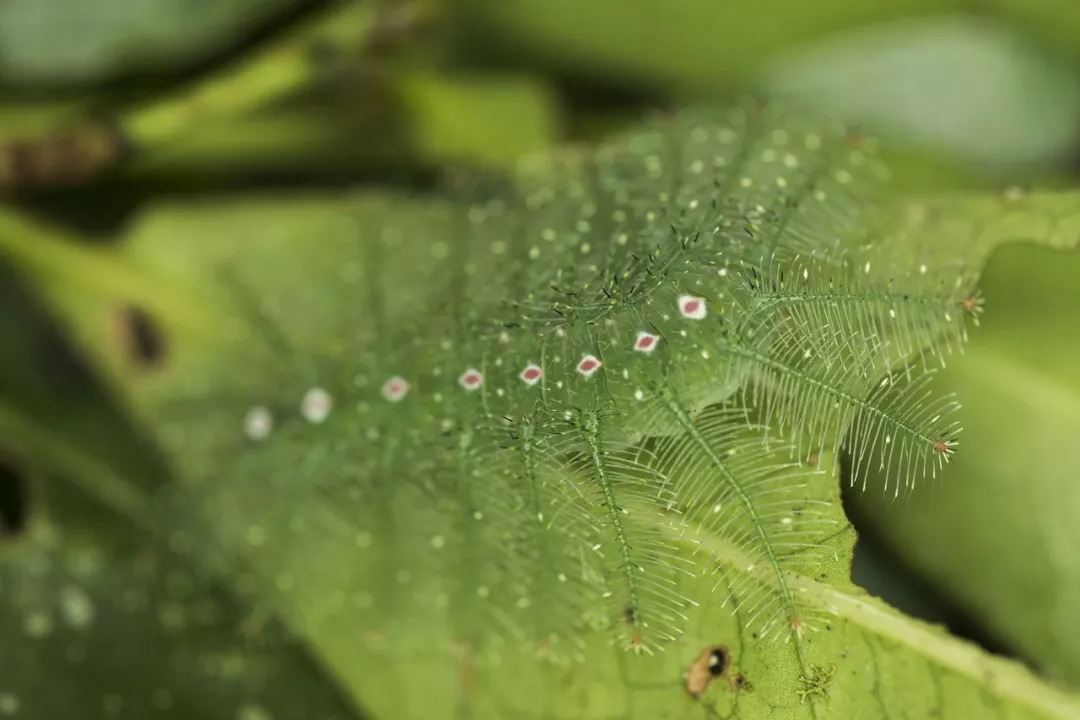 谷歌地球拍到的神秘照片,谷歌地球拍到的神秘影像