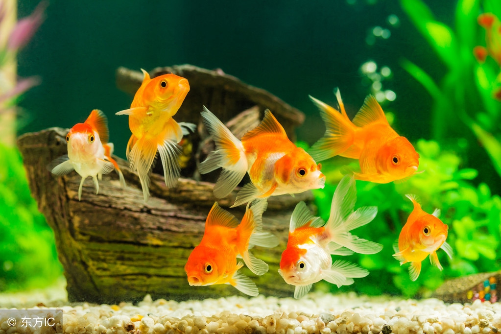 饲养金鱼的专用知识,兰寿金鱼饲养常识