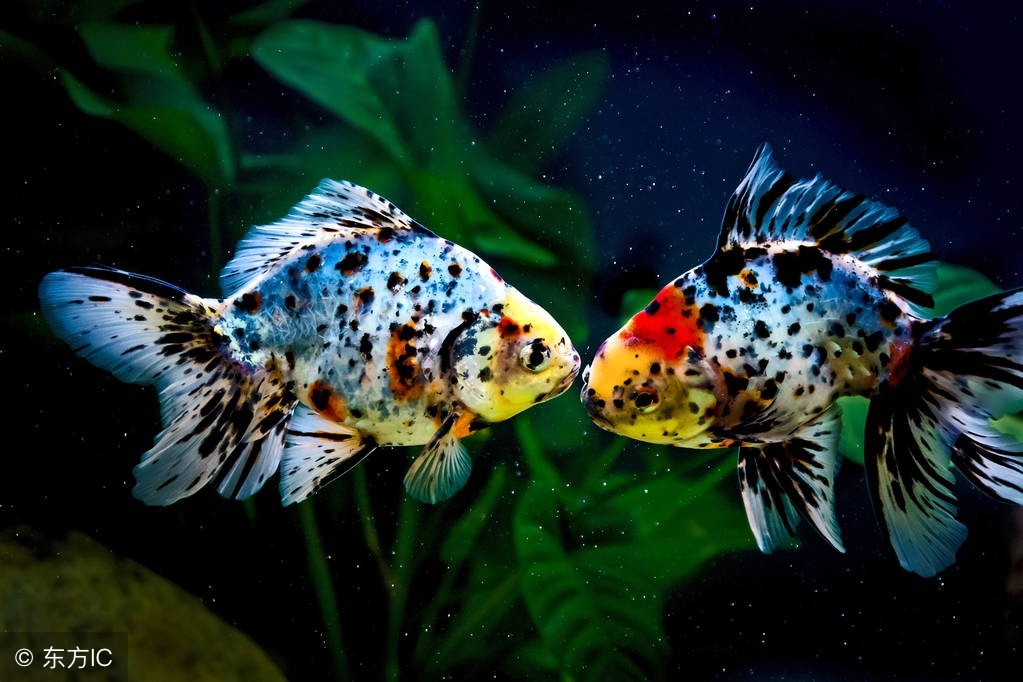 饲养金鱼的专用知识,兰寿金鱼饲养常识