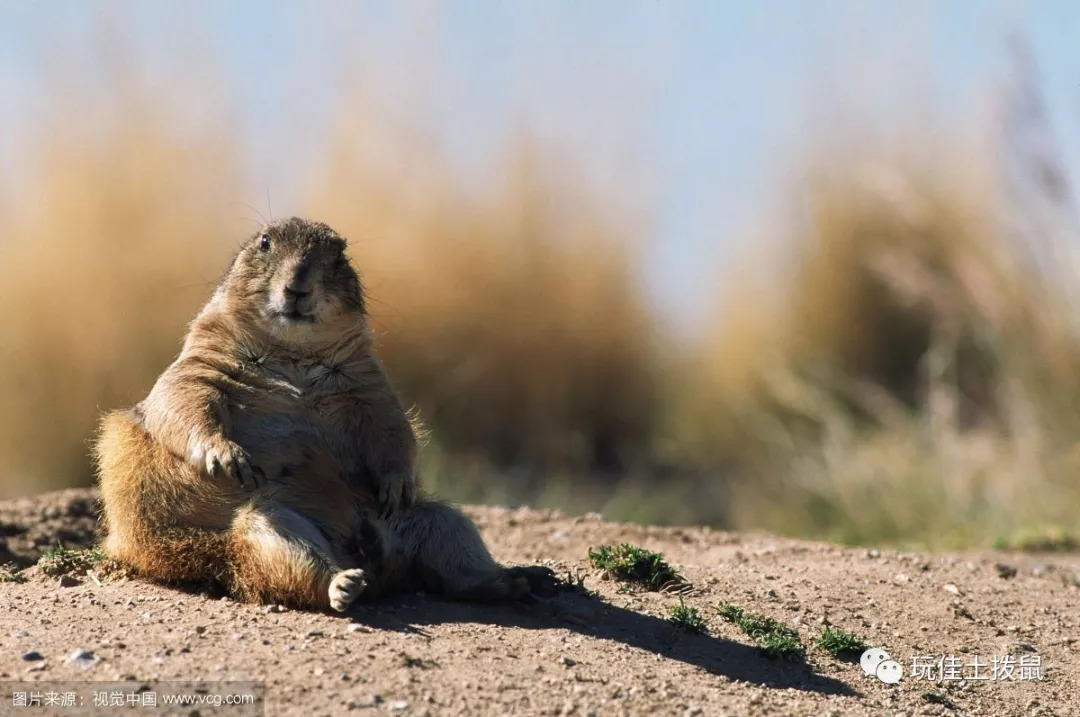 土拨鼠宠物好养吗？最全饲养指南（新手必看！）